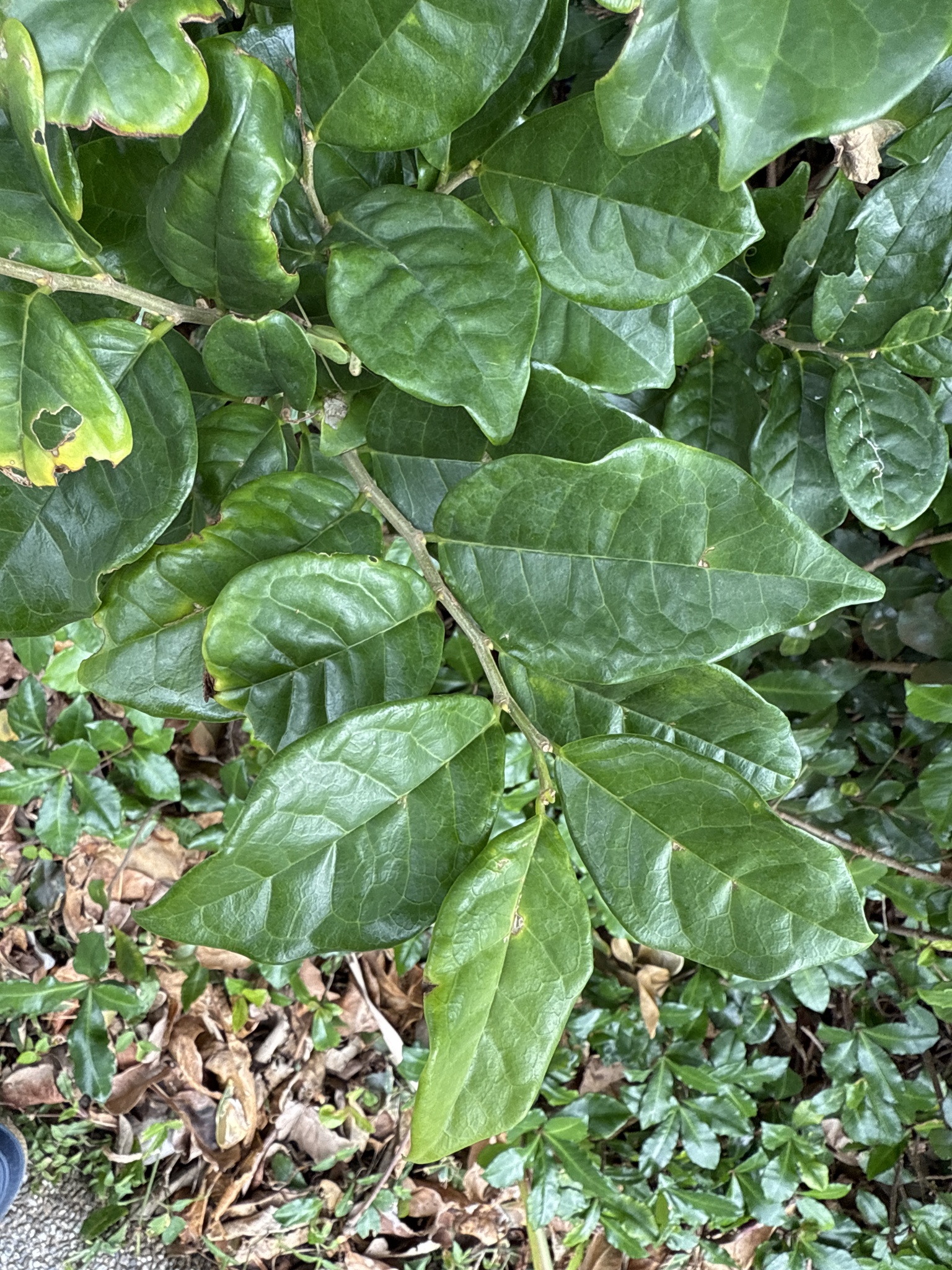 Imagem de Bacuri-sororoca