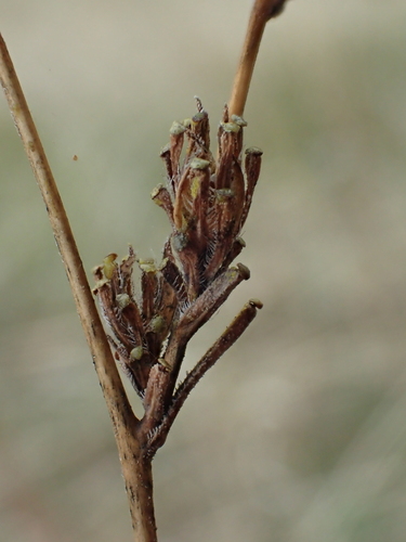 iNaturalist observation photo of Oregon western rosinweed