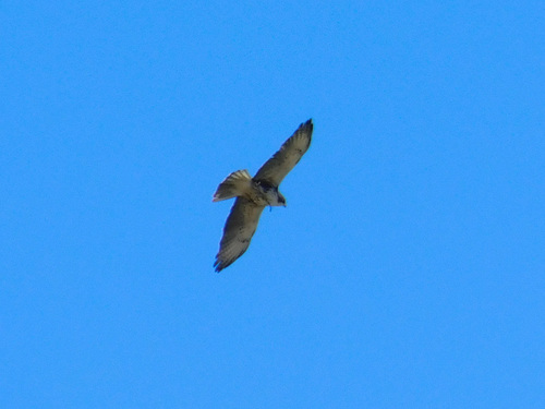 White-throated Hawk (Buteo albigula), photo 4