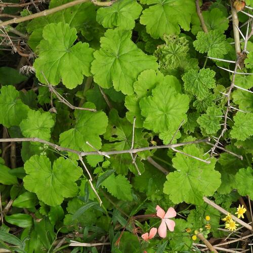 Salmonia (Pelargonium frutetorum)