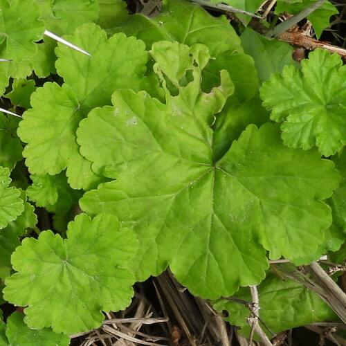 Pelargonium frutetorum, photograph 1