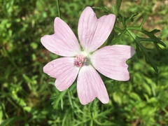 Malva alcea
