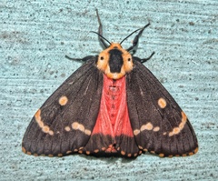 Lymantria semicincta