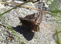 Erynnis persius