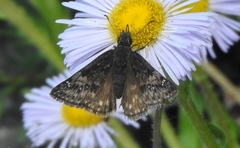 Erynnis persius