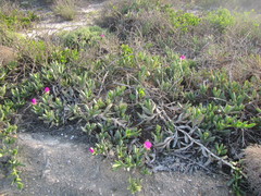 Carpobrotus quadrifidus