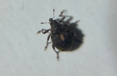 Rhinoncus leucostigma