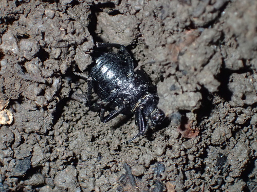iNaturalist observation photo of Eleodes cordata