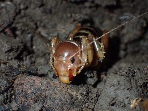 iNaturalist observation photo of North American Jerusalem Crickets