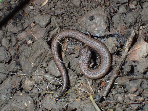 iNaturalist observation photo of California Slender Salamander