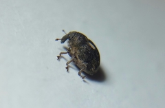 Rhinoncus leucostigma