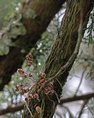 Dendrophylax porrectus