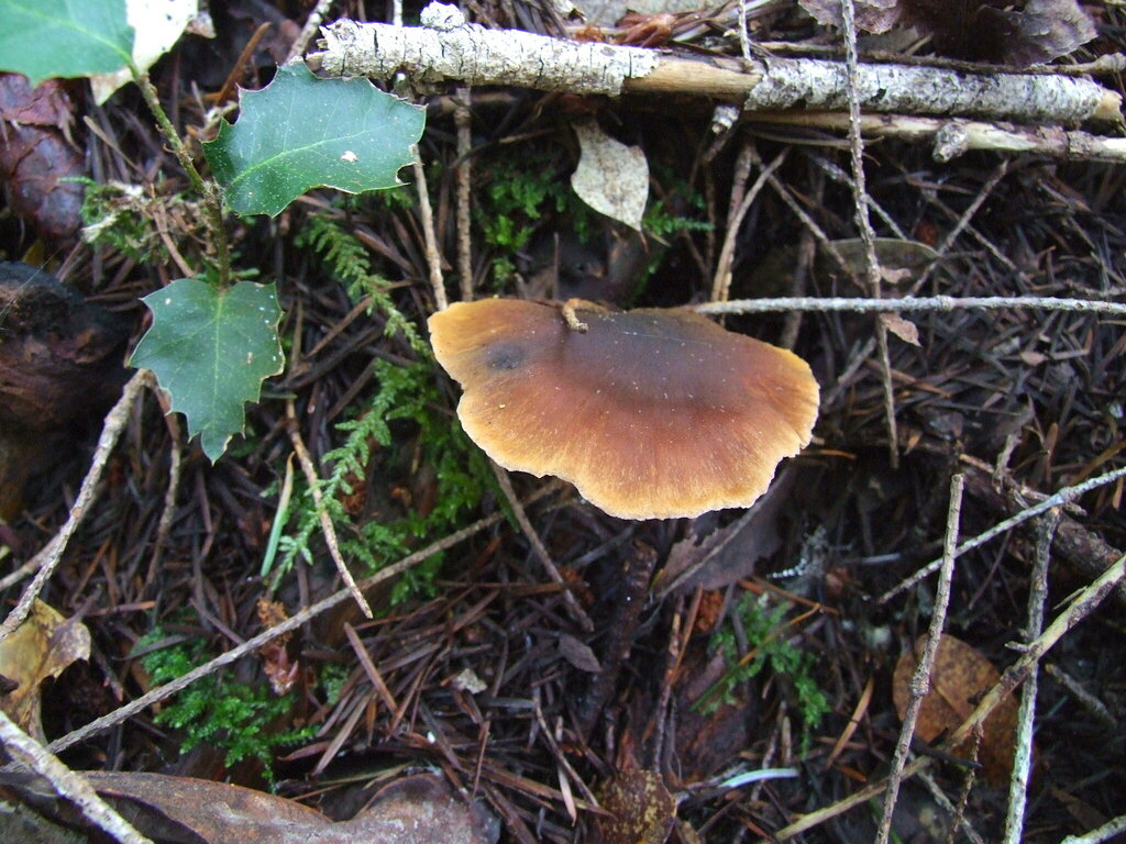 Cortinarius sp. 'PNW71'