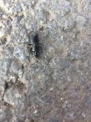 Pterostichus melanarius