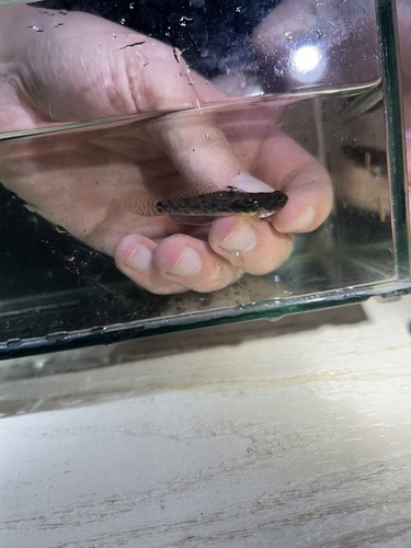 Lrye goby (Evorthodus lyricus) — Gobiidae