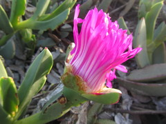 Carpobrotus quadrifidus