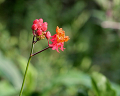 Asclepias lanceolata