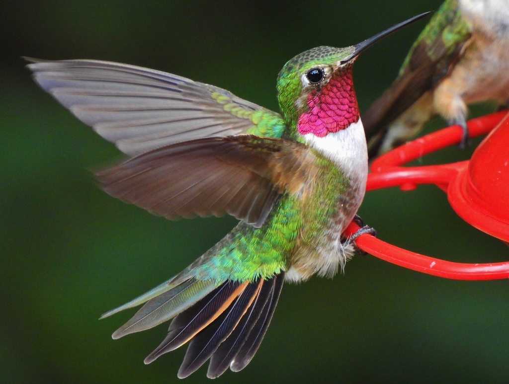 Broad-tailed Hummingbird