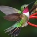 Broad-tailed Hummingbird - Photo (c) Kent Miller, some rights reserved (CC BY-ND), uploaded by Kent Miller