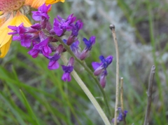 Oxytropis lambertii