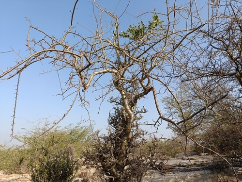 Image of Commiphora wightii by (c) Malaika Mathew Chawla, some rights reserved (CC BY)