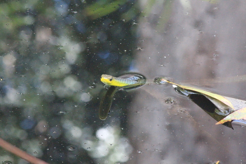 Common Tree Snake sighting