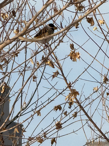 Yellow-billed Grosbeak