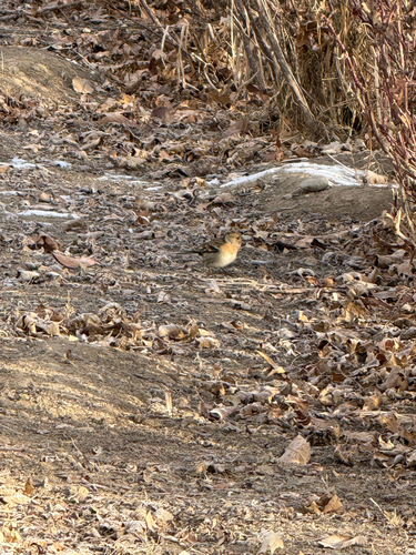 Brambling