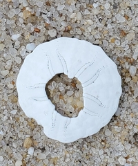 Echinarachnius parma