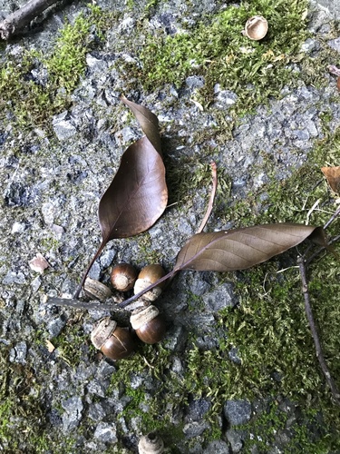 Image of Quercus acuta by no rights reserved