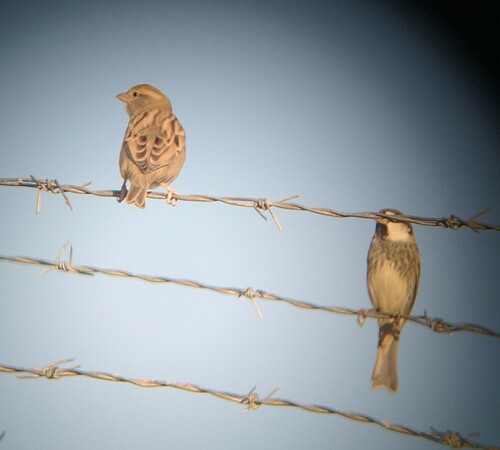Spanish Sparrow