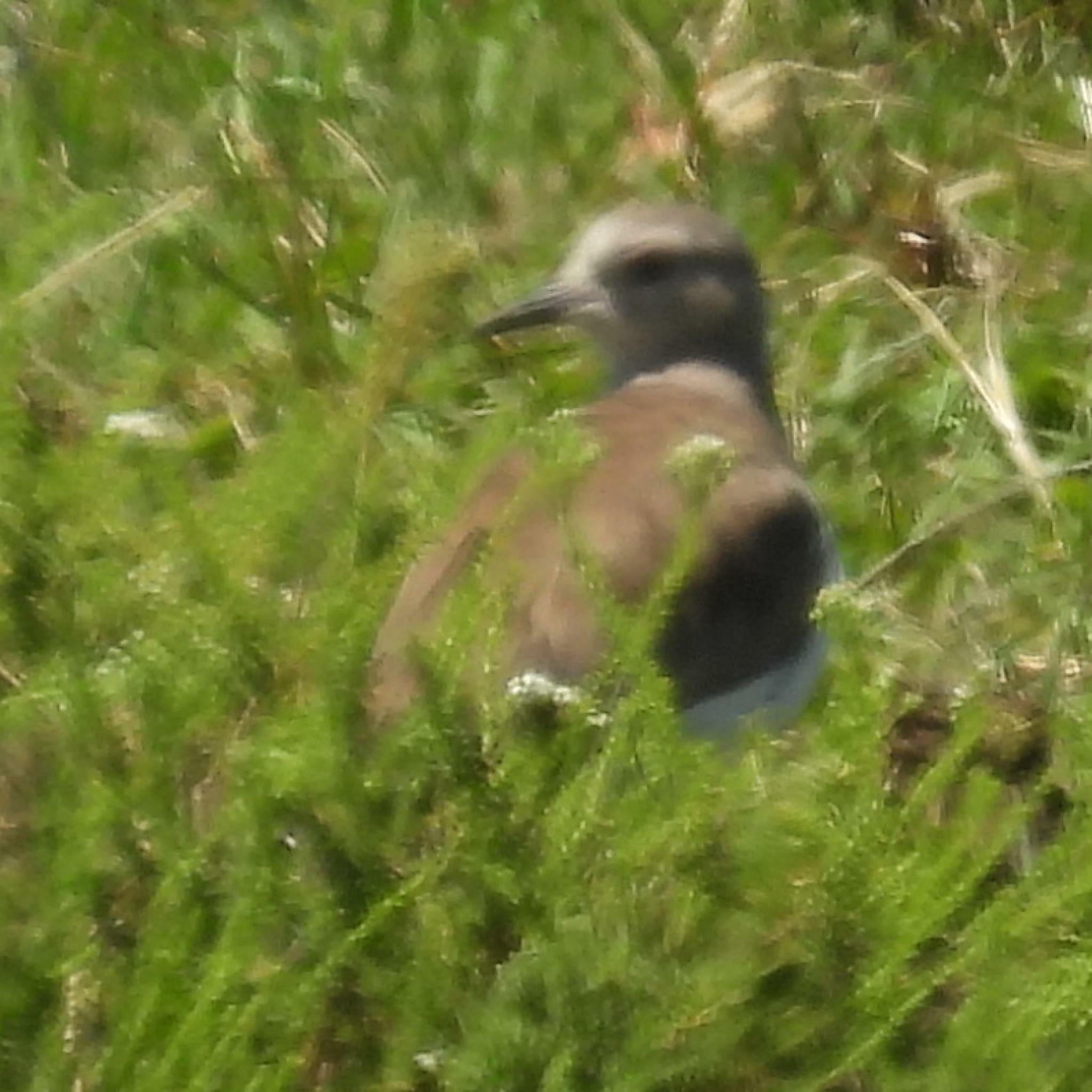 Black-winged Lapwing (Vanellus melanopterus)