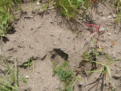 Thomomys mazama yelmensis