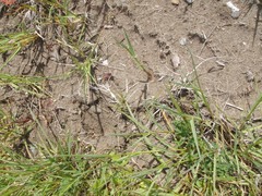 Thomomys mazama yelmensis