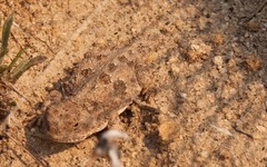Phrynosoma douglasii