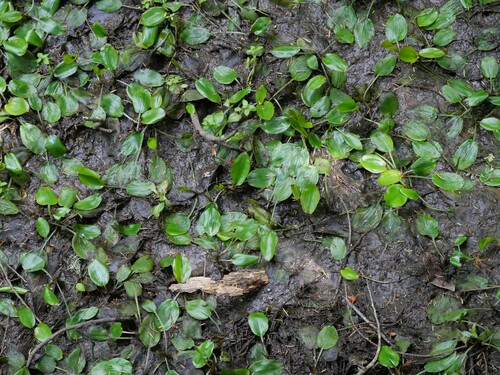 Potamogeton suboblongus observed 2025-01-18