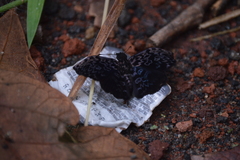 Cycloglypha thrasibulus