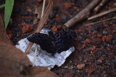 Cycloglypha thrasibulus