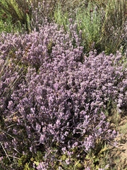 Chloropyron maritimum maritimum
