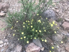 Haplophyton crooksii