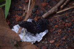 Cycloglypha thrasibulus