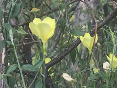 Haplophyton crooksii