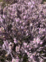 Chloropyron maritimum maritimum