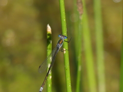 Lestes sponsa