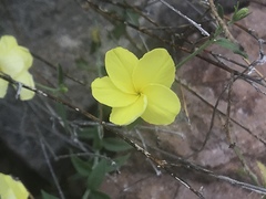 Haplophyton crooksii