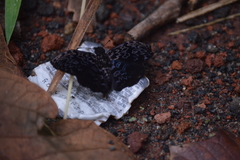 Cycloglypha thrasibulus
