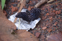 Cycloglypha thrasibulus