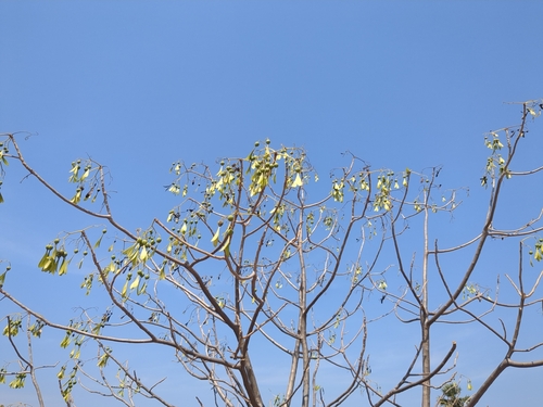 Helicopter tree (Gyrocarpus americanus)