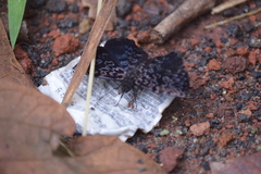 Cycloglypha thrasibulus