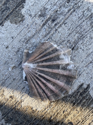 Pecten albicans observed 2025-01-27